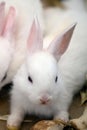 White rabbit. Albino laboratory animal of the domestic rabbit.