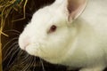 White rabbit. Albino laboratory animal of the domestic rabbit