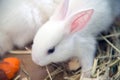 White rabbit. Albino laboratory animal of the domestic rabbit.