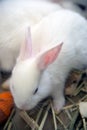 White rabbit. Albino laboratory animal of the domestic rabbit.