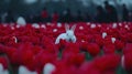 White rabbit amidst red tulips, park crowd background, spring Royalty Free Stock Photo
