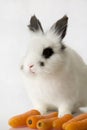 White rabbit with black colored eyes
