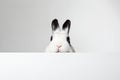 white rabbit with black ears and eyes. Funny fluffy rabbit