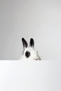 white rabbit with black ears and eyes. Funny fluffy rabbit