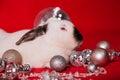 A White Rabbit With A Black Nose Sits Among Toys On A Red Background. New Year&#x27;s Photo For A Calendar Or Magazine.