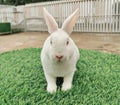 white rabbit, brown rabbit, black rabbit, gray rabbit