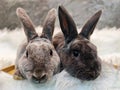 white rabbit, brown rabbit, black rabbit, gray rabbit