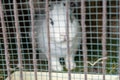 White rabbit in cage behind a metal grid fence Royalty Free Stock Photo