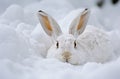 White rabbit camouflaged in snow Royalty Free Stock Photo