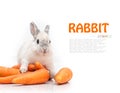White rabbit and a carrot Royalty Free Stock Photo