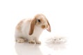 White rabbit with daisy,shoot in the studio Royalty Free Stock Photo