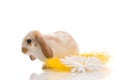White rabbit with daisy,shoot in the studio Royalty Free Stock Photo