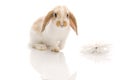 White rabbit with daisy,shoot in the studio Royalty Free Stock Photo