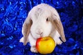 White rabbit eating apple panda hotot pattern lop on blue background