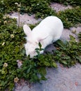 White rabbit eating grass at the city garden Royalty Free Stock Photo