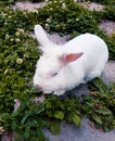 White rabbit eating grass at the city garden Royalty Free Stock Photo