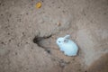 White rabbit eating in stable in zoo