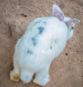 White rabbit eating in stable in zoo