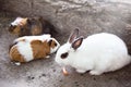 A white rabbit eats carrots in the open air next to guinea pigs. Animal feed and pets concept. The Easter bunny. Royalty Free Stock Photo