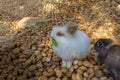 White rabbit eatting food on the rock Royalty Free Stock Photo