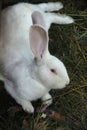 White rabbit on a farm grass Royalty Free Stock Photo