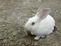 The white rabbit on the farm lying on the ground