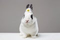 White rabbit with flower on head. Funny fluffy rabbit. Easter bunny Royalty Free Stock Photo