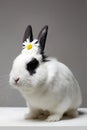 White rabbit with flower on head. Funny fluffy rabbit Royalty Free Stock Photo
