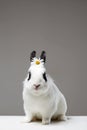 white rabbit with flower on head. Funny fluffy rabbit