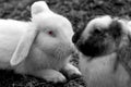 White Rabbit with friend relaxed at the field.