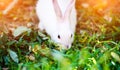 White rabbit in the garden. Fluffy Bunny on green grass, spring time Royalty Free Stock Photo