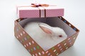 The white rabbit in gift box in easter concept Royalty Free Stock Photo