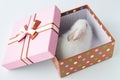 The white rabbit in gift box in easter concept Royalty Free Stock Photo