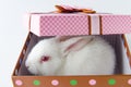 The white rabbit in gift box in easter concept Royalty Free Stock Photo