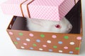 The white rabbit in gift box in easter concept Royalty Free Stock Photo