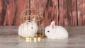 white rabbit in golden cage