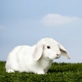 White Rabbit on grass Royalty Free Stock Photo