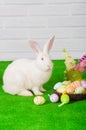 White rabbit on the grass with flowers and a basket Royalty Free Stock Photo