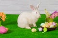 White rabbit on the grass with flowers and a basket Royalty Free Stock Photo