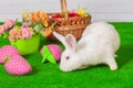 White rabbit on the grass with flowers and a basket Royalty Free Stock Photo