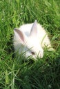 white rabbit grass Royalty Free Stock Photo