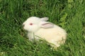 white rabbit grass Royalty Free Stock Photo