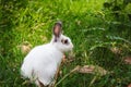 White rabbit in grass. Summer day