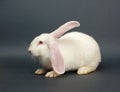 White rabbit on gray background Royalty Free Stock Photo