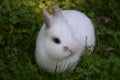 White Rabbit in the Green Royalty Free Stock Photo