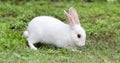 White rabbit on green grass Royalty Free Stock Photo