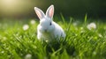 white rabbit on green grass baby easter bunny spring green grass