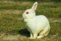 White rabbit in a green grass Royalty Free Stock Photo