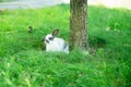 White rabbit on green grass. Home decorative rabbit outdoors. Little bunny Royalty Free Stock Photo