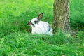 White rabbit on green grass. Home decorative rabbit outdoors. Little bunny Royalty Free Stock Photo